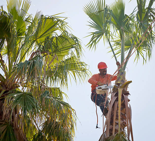 Best Root Management and Removal  in Haverhill, FL